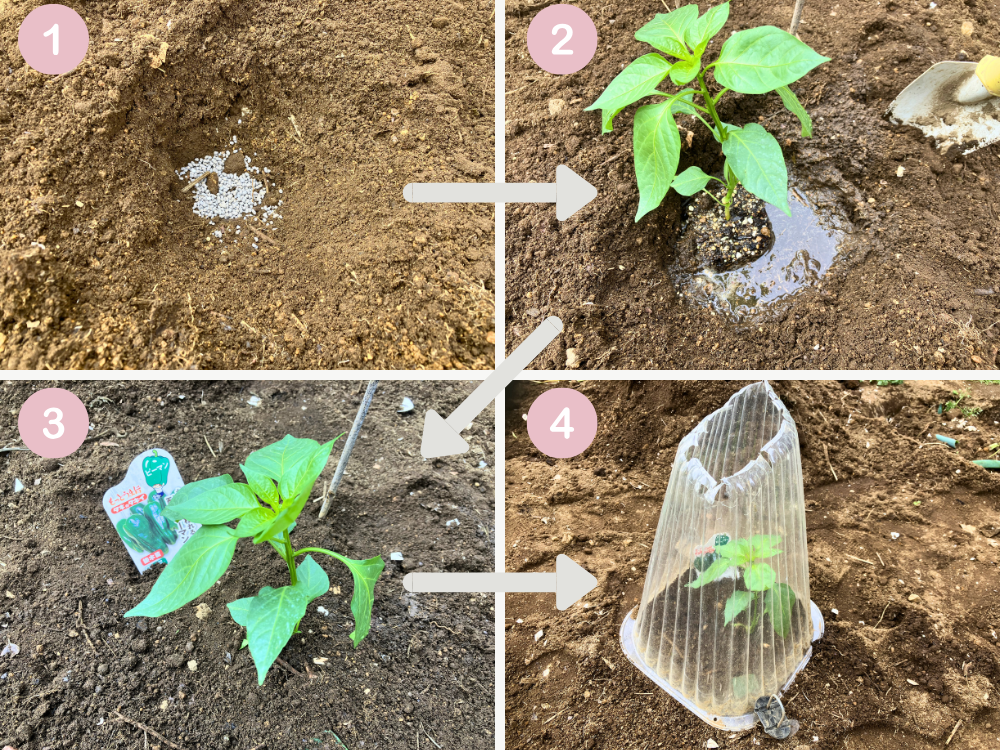 植え穴に肥料を入れて混ぜ、水をしみ込ませて接木苗を定植し、最後にホットキャップをかける流れ