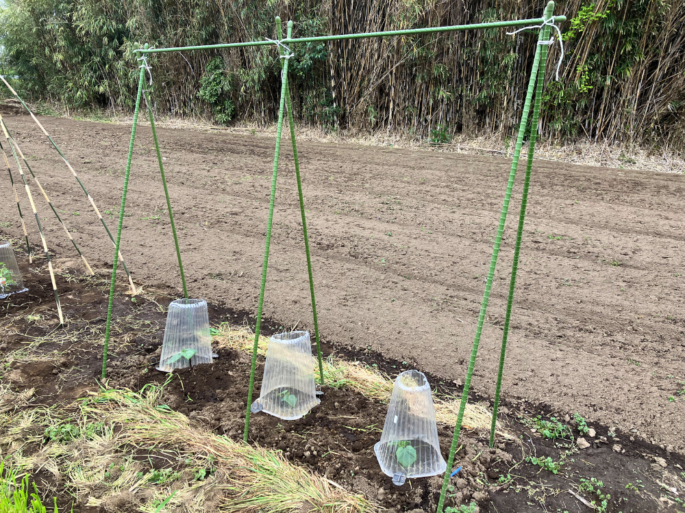 きゅうり3株の植え付け後 きゅうりの畝に3株を50cm株間で植え付けたところ