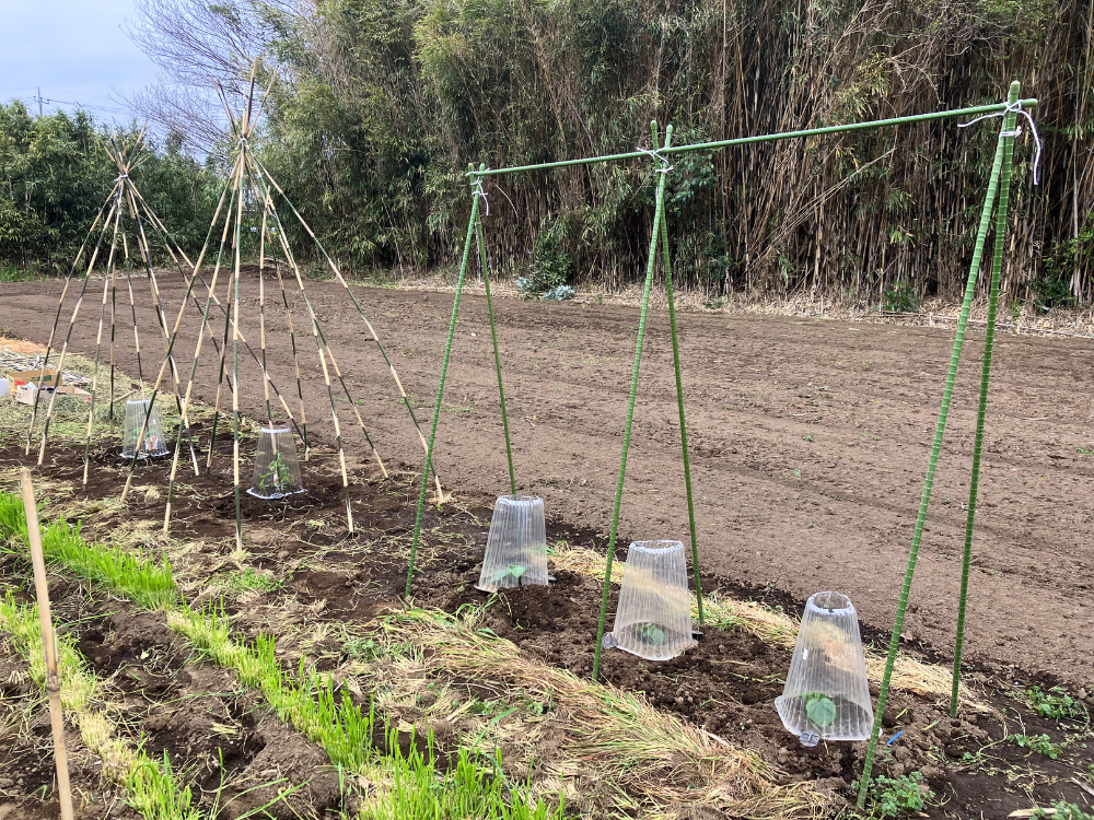 植え付け後の全体 きゅうりと中玉トマトを植え付けたあとの畑スペース全体