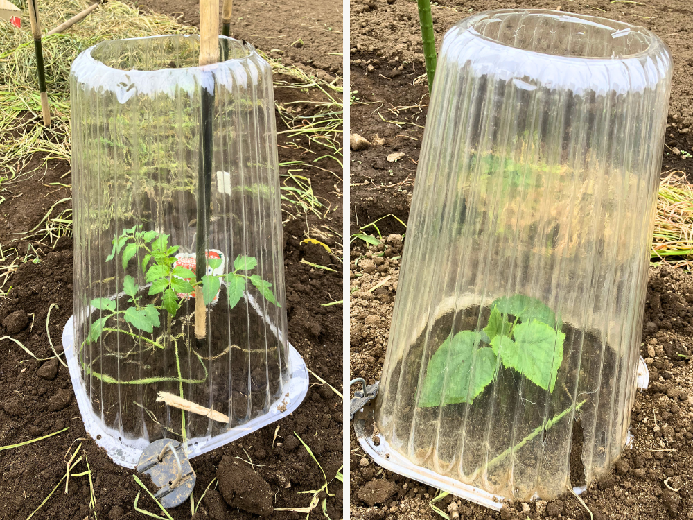 左が中玉トマト、右がきゅうり。ホットキャップの枚数を分けています。