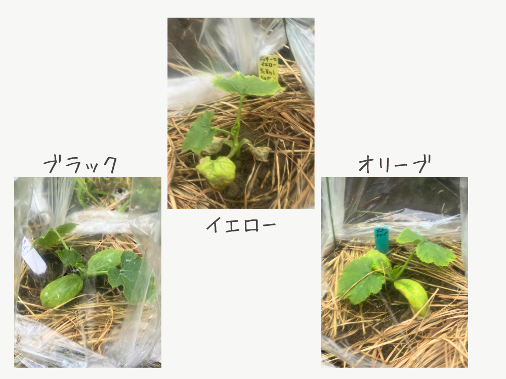 苗キャップの中のズッキーニ3種です。