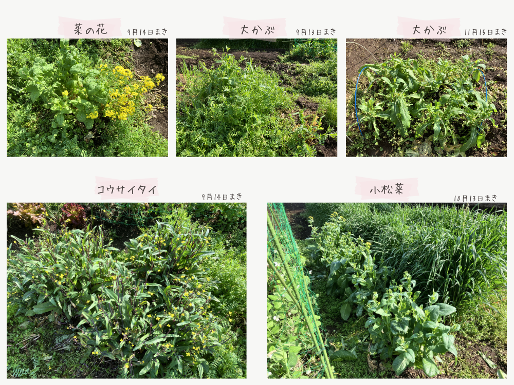片付け前の各区画。残り方に差があります。 片付け前の各区画。残り方に差があります。