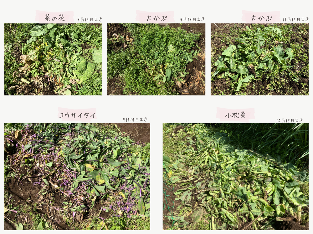 引き抜いた菜花類を細かく刻んだところ。