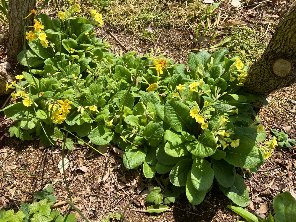 4月11日のプリムラ全体。黄色の花がさらに増え、株全体に広がっています。