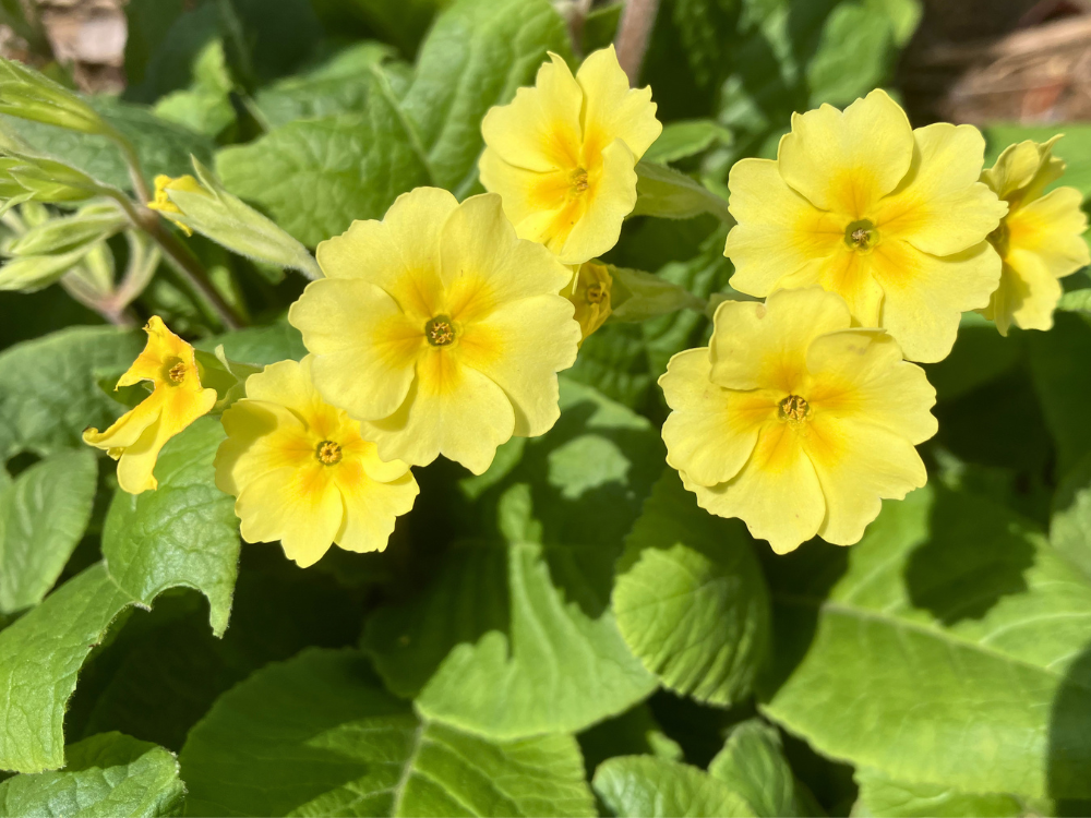 4月11日の花のアップ。開いた花が重なり、つぼみもまだ残っています。