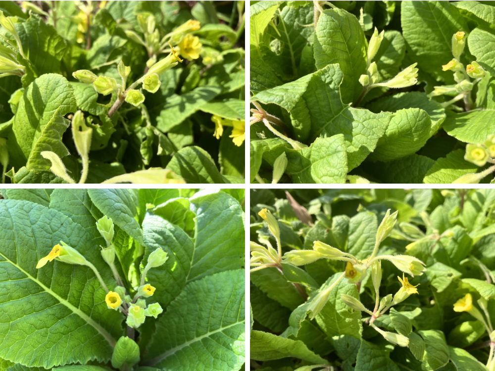 4月11日の観察。つぼみの中が空いたものや、花や葉の一部が欠けたところがありました。