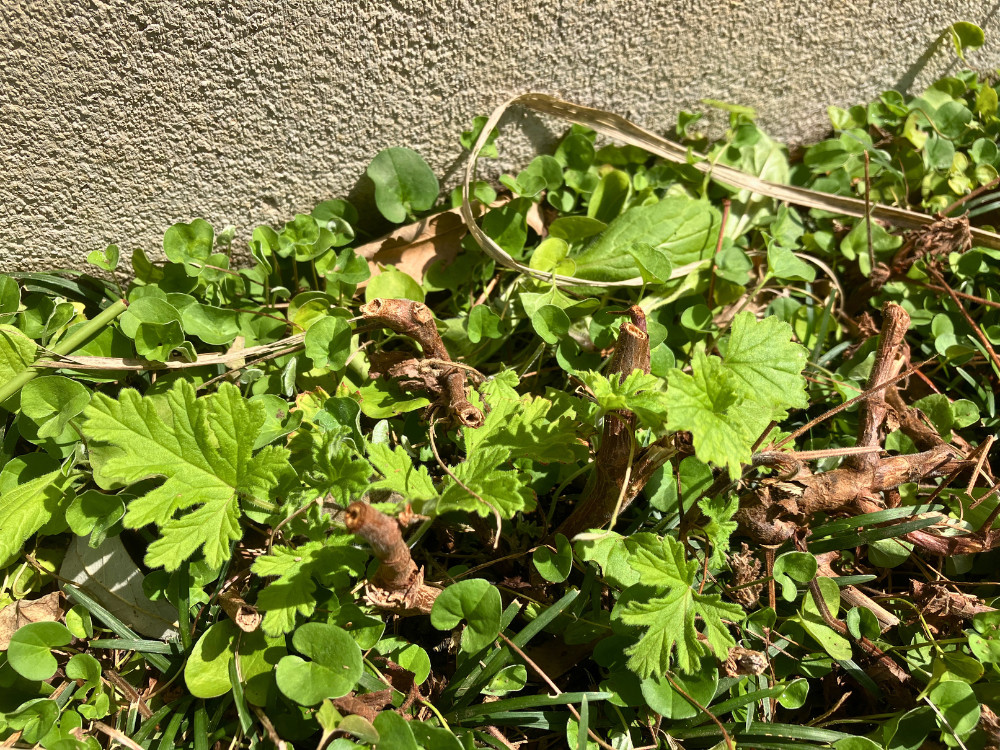 カレンソウ（蚊連草）の外壁そば。4月は新しい葉が広がりました。