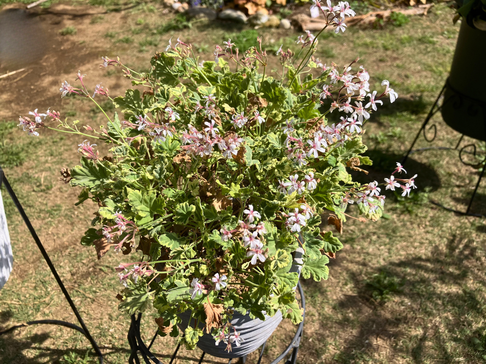斑入りナツメグゼラニウムが4月も開花している鉢