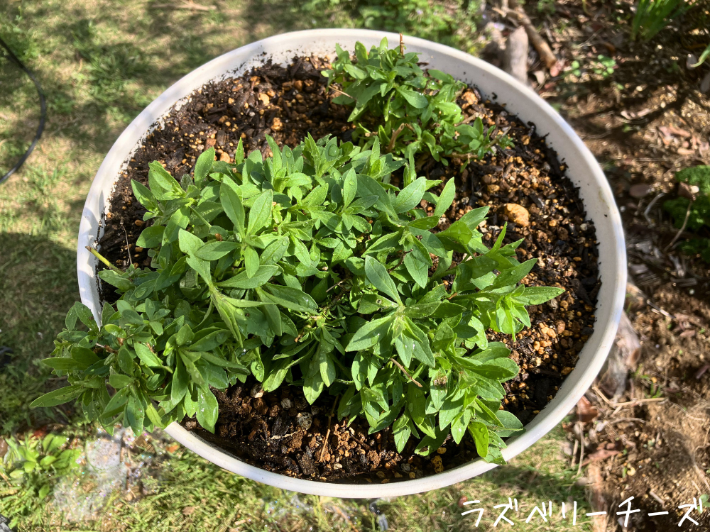 ラズベリーチーズの植え替え後 ラズベリーチーズを植え替えたあとの鉢