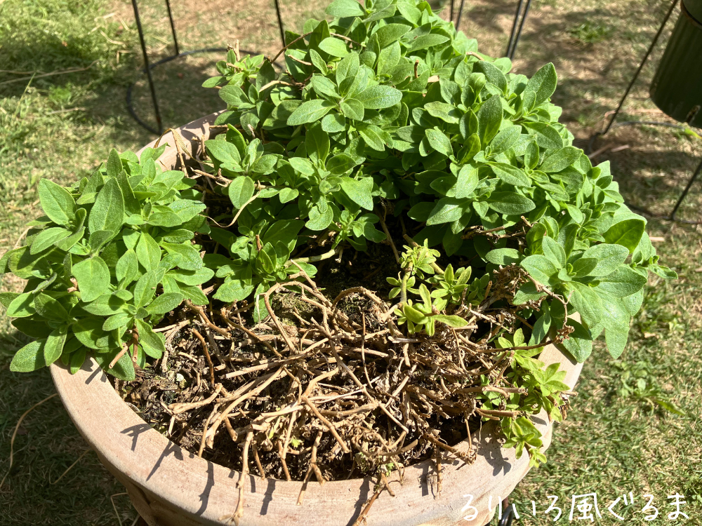 るりいろ風ぐるまの植え替え前 るりいろ風ぐるまの植え替え前の鉢