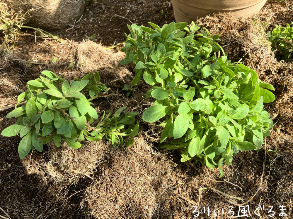 るりいろ風ぐるまを2つに分けた状態 るりいろ風ぐるまを鉢から抜いて2つに分けた状態