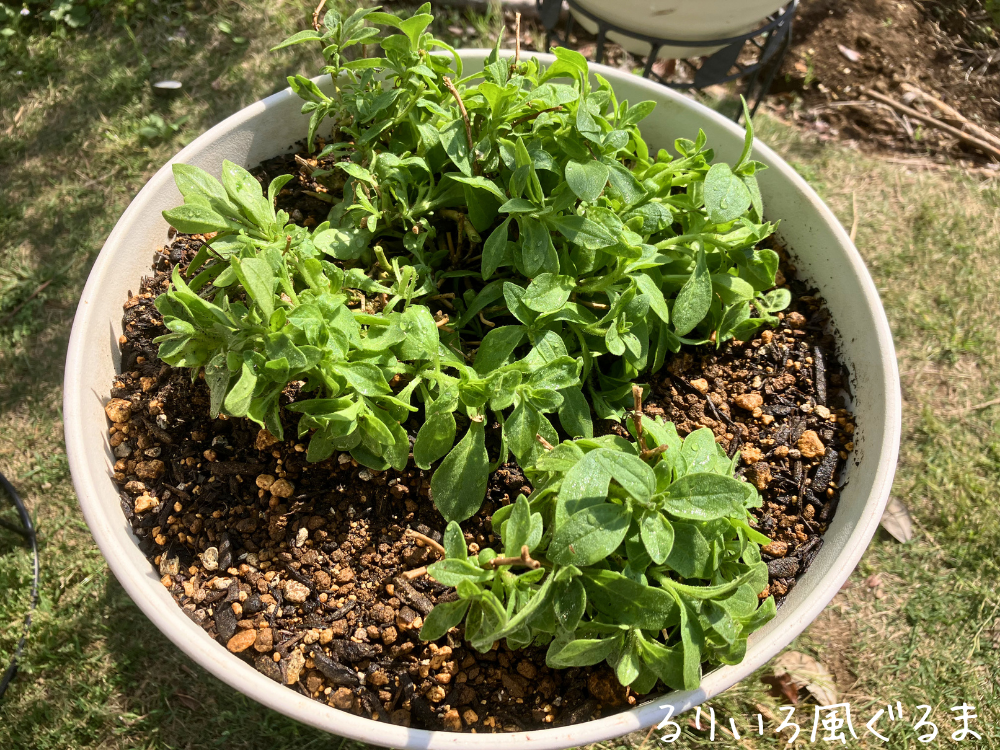 るりいろ風ぐるまの植え替え後 るりいろ風ぐるまを植え替えたあとの鉢
