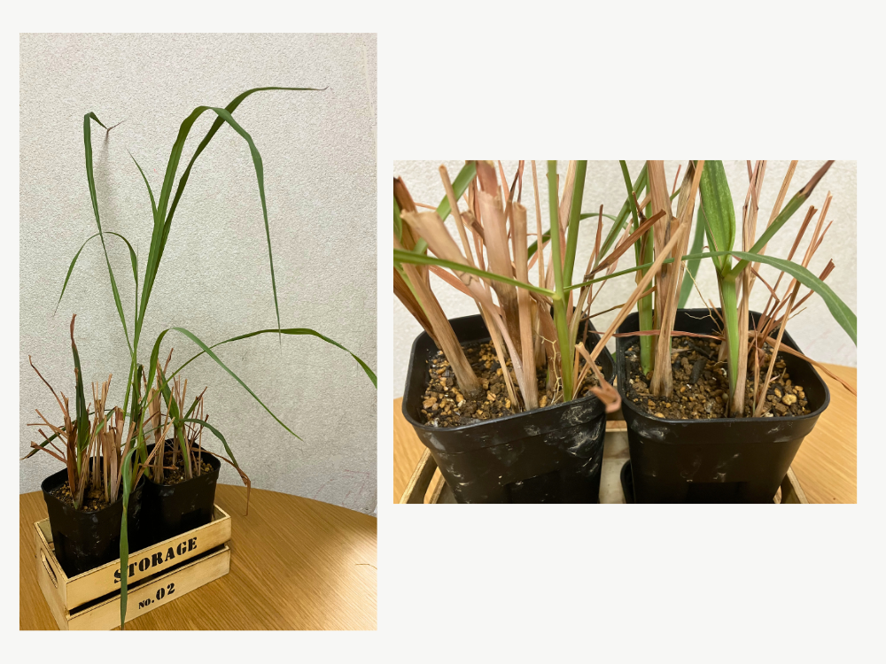 室内で冬越ししたレモングラス。左＝全体、右＝株元。
