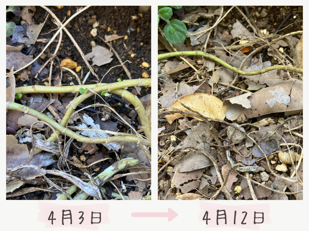 ガザニア ビースト「シルバーティガー」|4月3日と4月12日、新芽があった節の比較