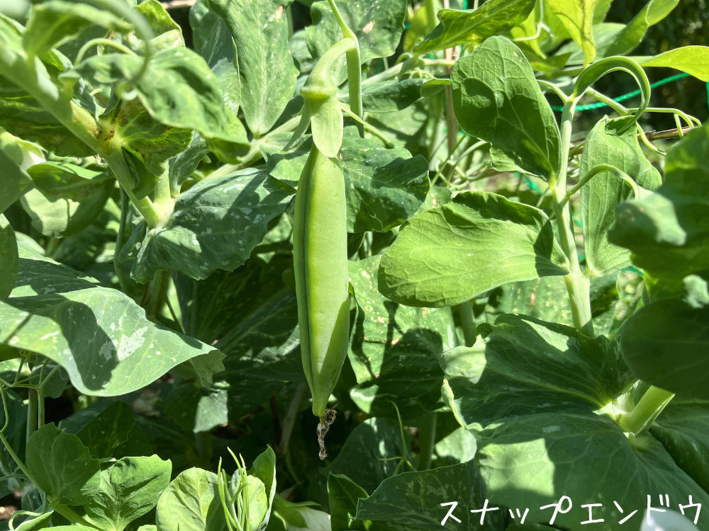 スナップエンドウの実。丸くふくらんでいました。