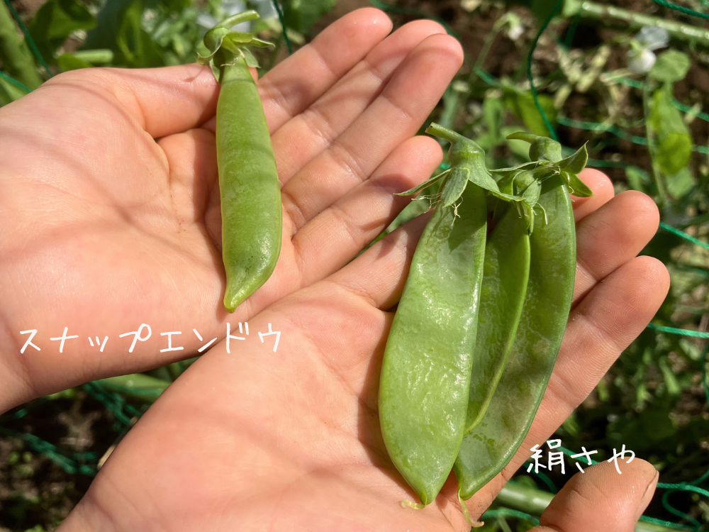 4月中旬の初収穫。左がスナップエンドウ、右が絹さや
