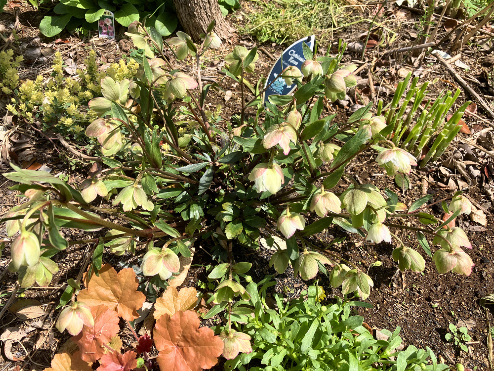 ウインターベルの株全体。下向きの花がそろい、満開になりました。