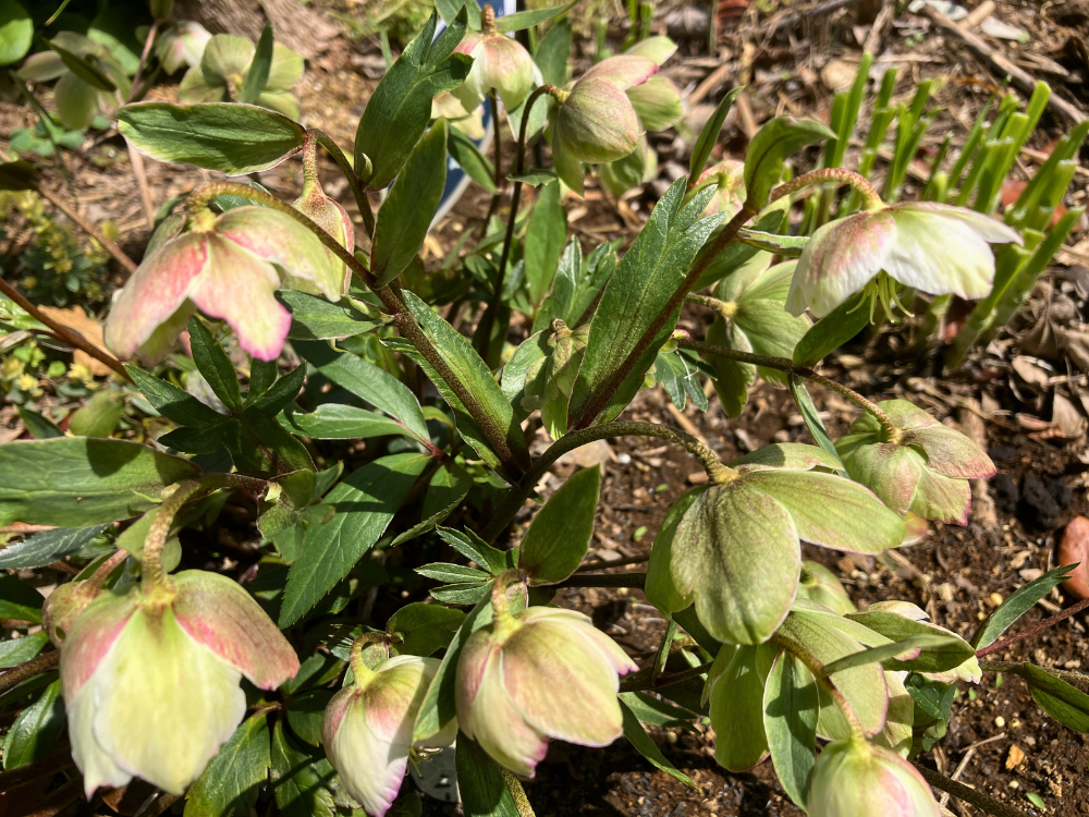 花茎の途中で枝分かれし、先にいくつかの花がついています。