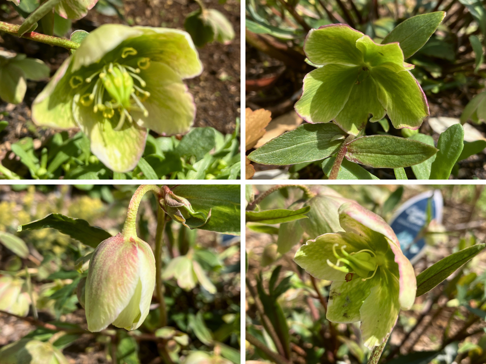 ウインターベルの花のアップ。つぼみと、緑が強くなった花が混じります。