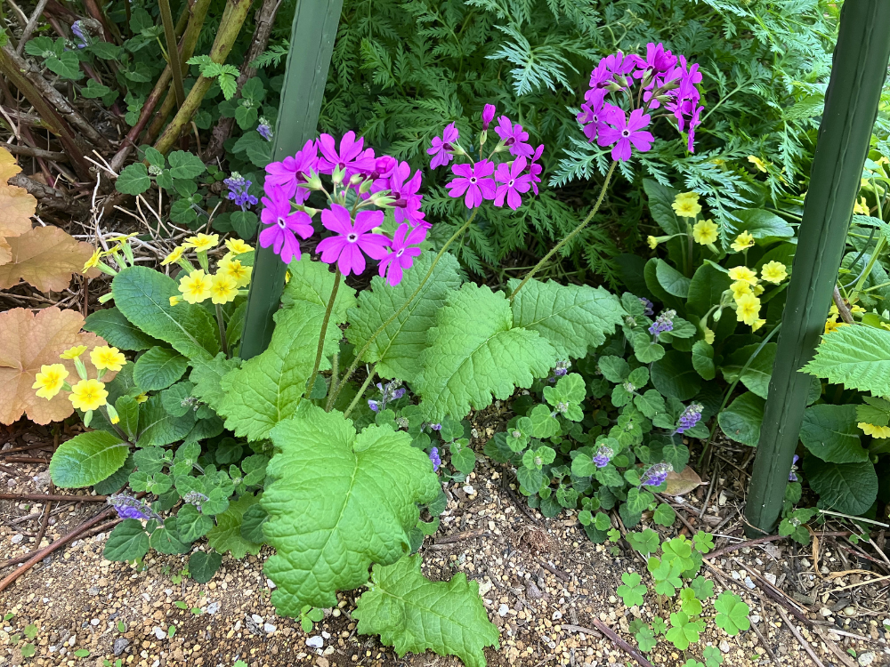 全体。花茎3本がそろい、ほぼ満開の状態です。