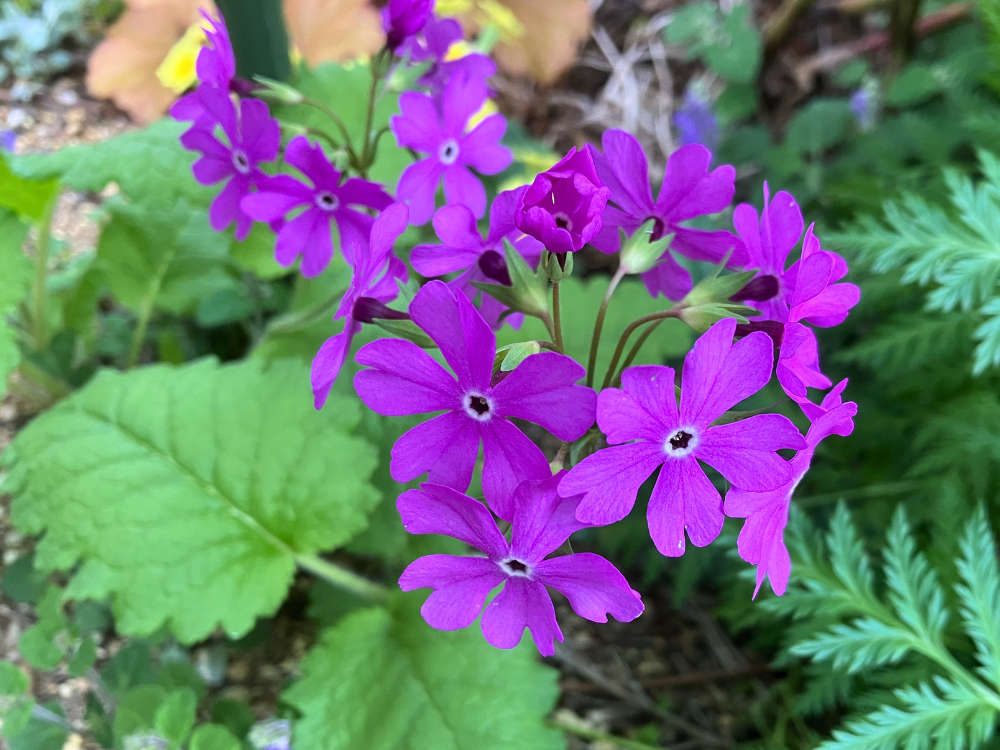 花のアップ。濃いピンクの花が開き、中心の白い輪もはっきりしています。