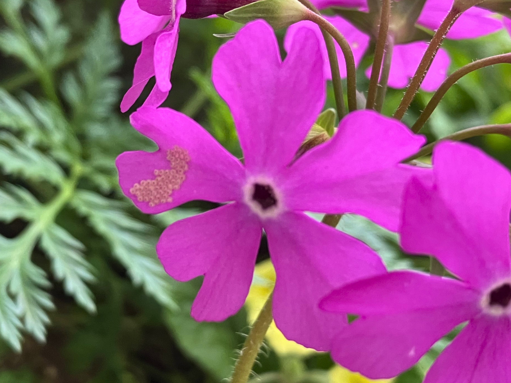 花びらに、淡いベージュの卵がまとまって付いていました。