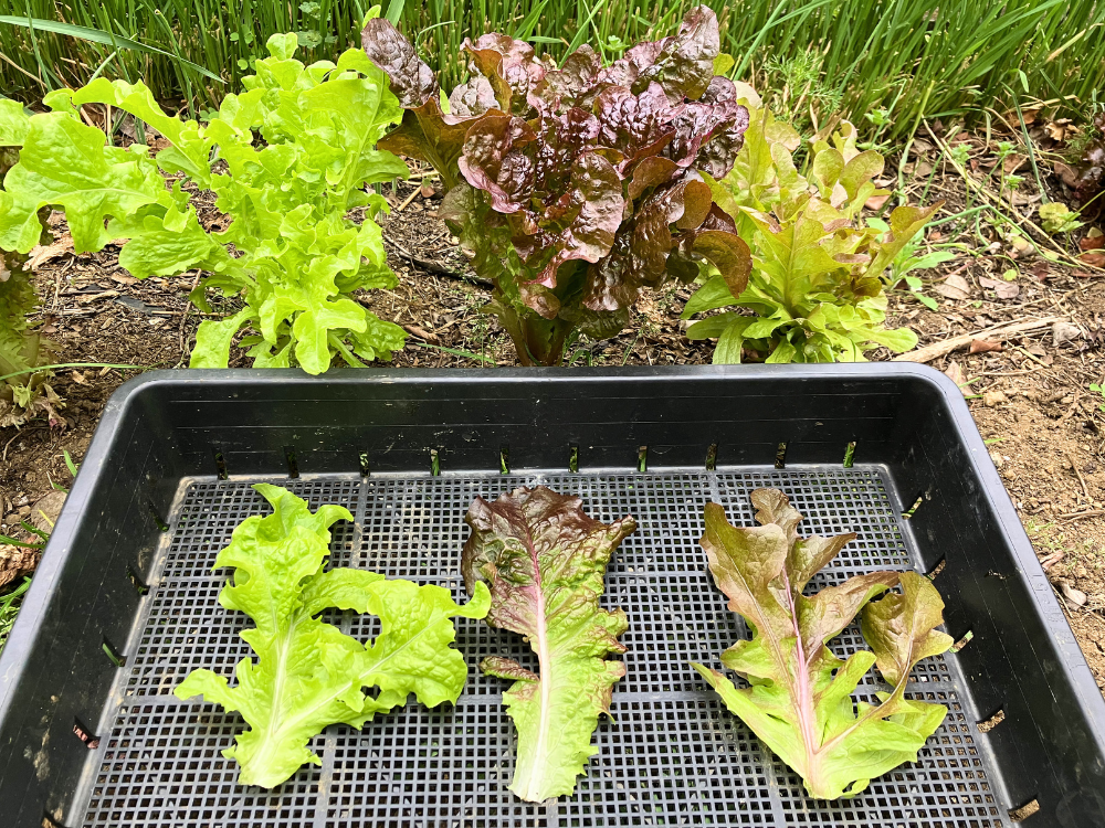 グリーンオーク、フリンジレッド、レッドオークの株姿と収穫葉を並べた比較。 グリーンオーク、フリンジレッド、レッドオークの株姿と収穫葉を並べた比較写真。