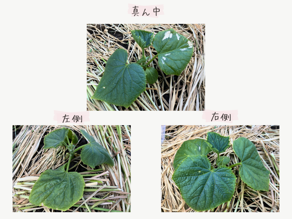 左=しおれ気味、真ん中=白抜け、右=軽い白点。4月17日の3株です。