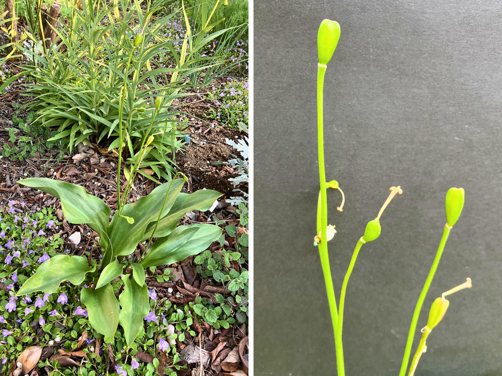 エリスロニューム（黄花タイプ）。花びらが散り、中心の子房がふくらんでいます。