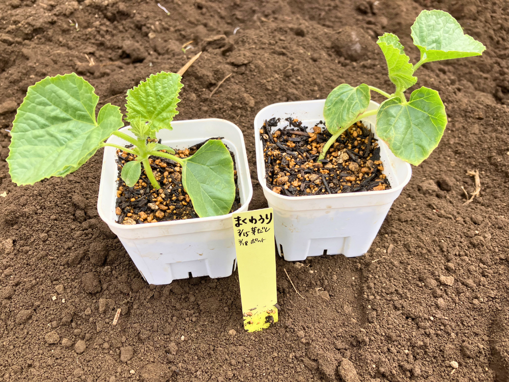 定植前のまくわうり2株。右の苗は茎が長めです。