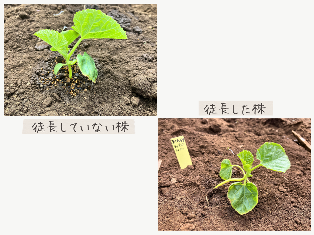 左=徒長していない株、右=徒長した株。どちらも根鉢と同じ高さまでで植え付けました。