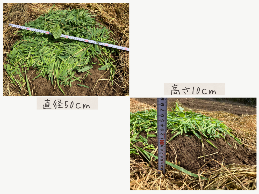左=直径約50cm、右=高さ約10cm。まくわうりを植えた円形うねです。