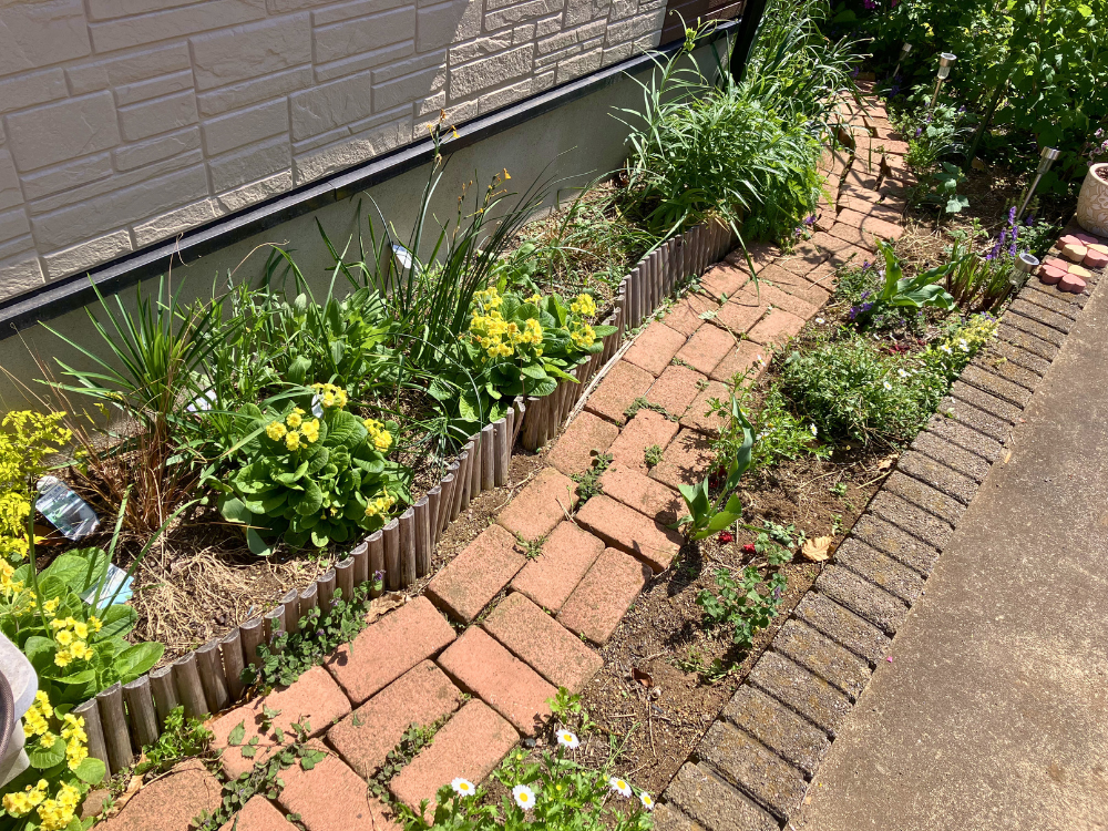 玄関からお庭へつながる小道。両側で花と緑が増えています。