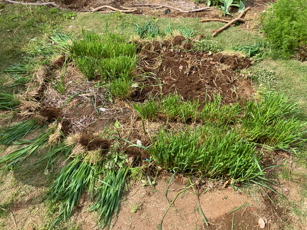 芝生をはがして作った楕円の植栽スペース。えん麦を抜いたあとが大きく出ています。