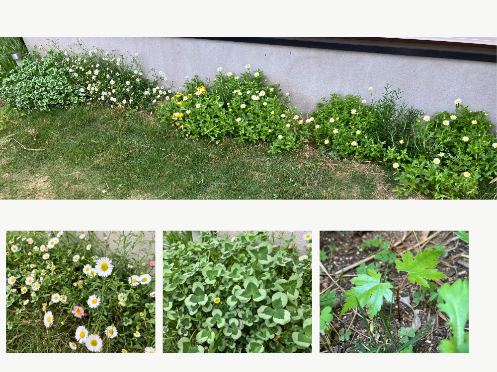上が全体。下段左から、エリゲロン、クローバー、こぼれ種の芽です。
