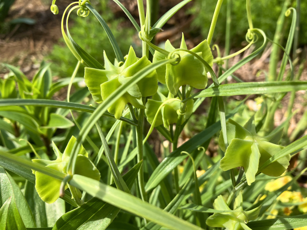 バイモユリの花後。緑のふくらみが残っています。