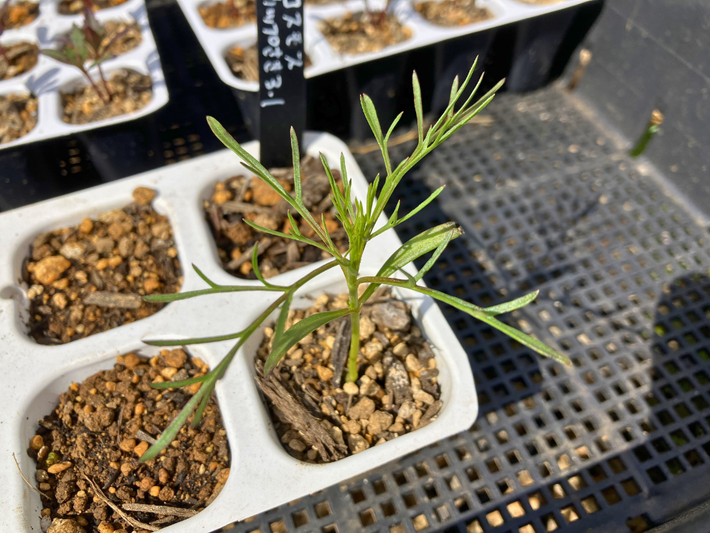 本葉が増えた定植前のカップ咲きコスモス