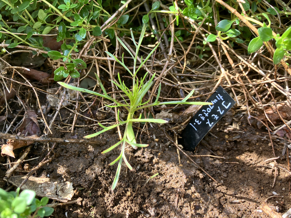 お庭に定植したカップ咲きコスモスの苗