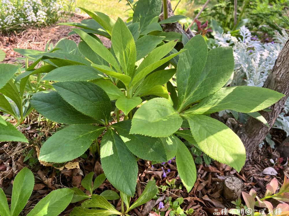 ④こぼれ種の株。開花はないが、新しい葉が多く上がり、株がよく茂っています。