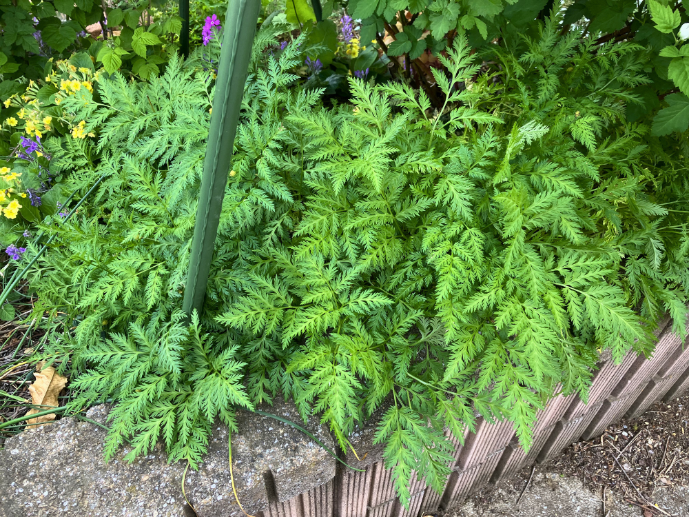 福寿草の全体。花後の葉はまだ多いままですが、全体の張りが少し抜けてきました。