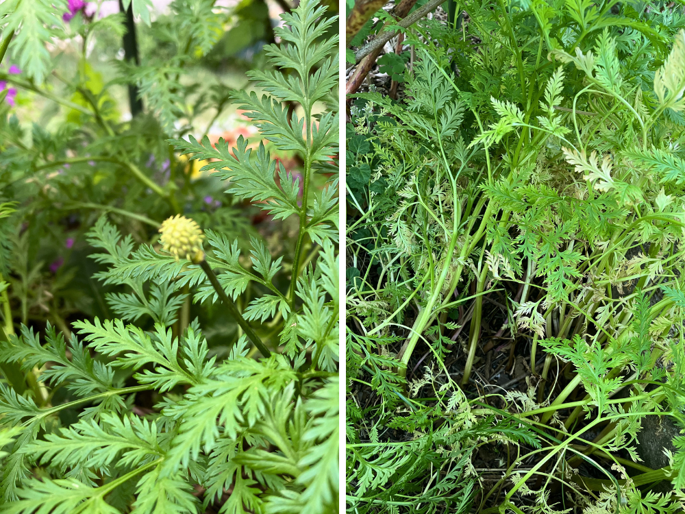 左は花後の丸いふくらみ。右は株元のようす。茎が少し倒れかかり、黄色味が出始めています。