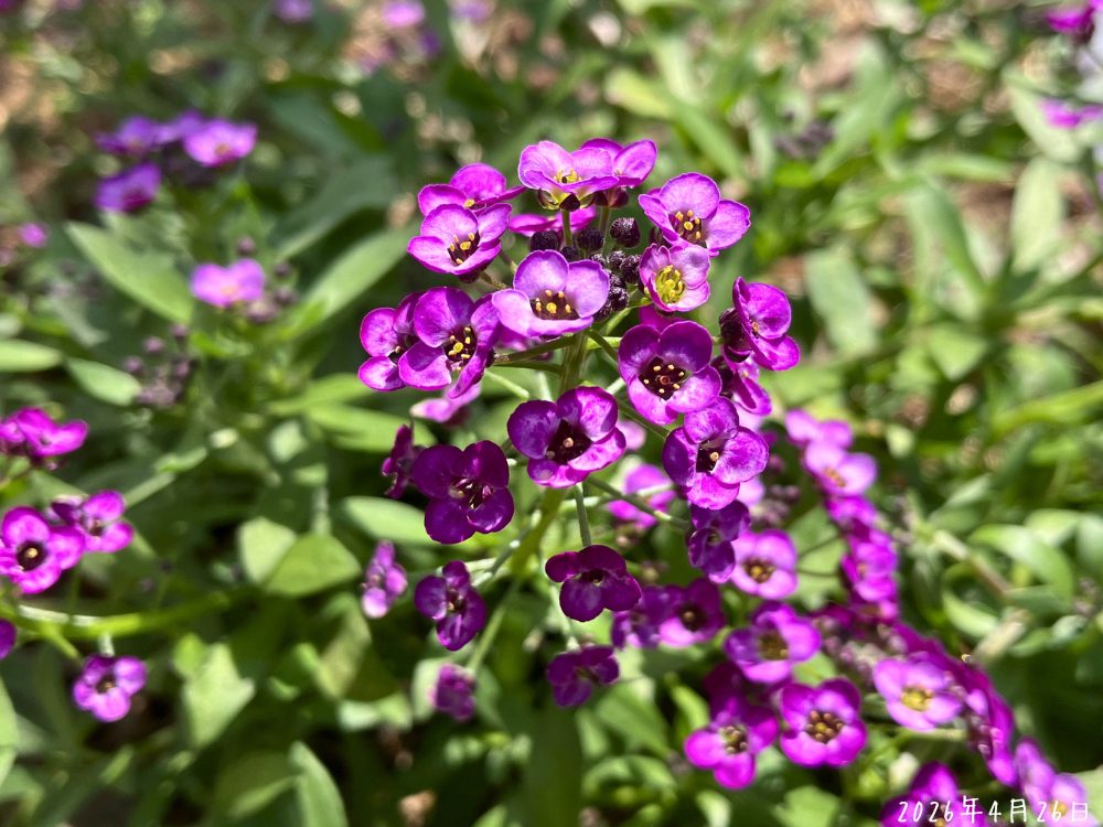 スーパーアリッサムの花アップ。濃い紫と明るい紫の小花がまとまって咲いている様子。