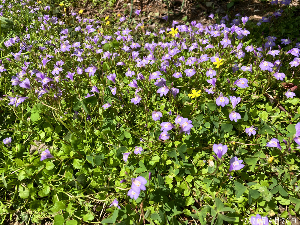 ブルーベリー下のサギゴケ。低い位置で淡い紫の花が面のように広がって咲いている様子。