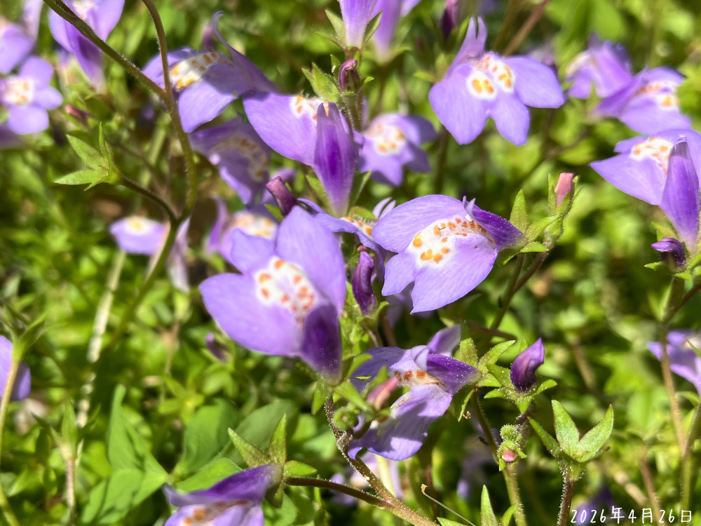 サギゴケの花アップ。淡い紫の花びらに白と黄色の模様が入っている様子。