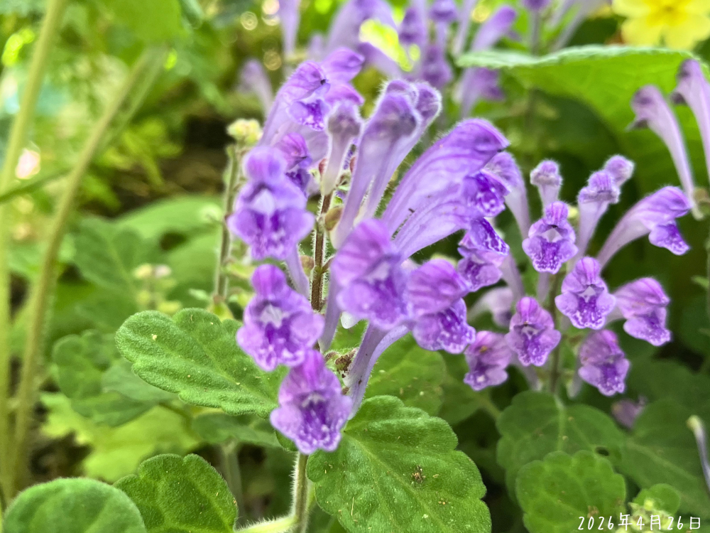 タツナミソウの花アップ。筒状の淡い紫の花が同じ向きに並んでいる様子。