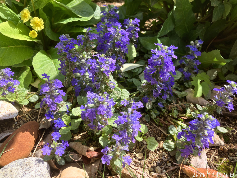 フェイジョア下のアジュガ。濃い青紫の花穂が複数立っている様子。
