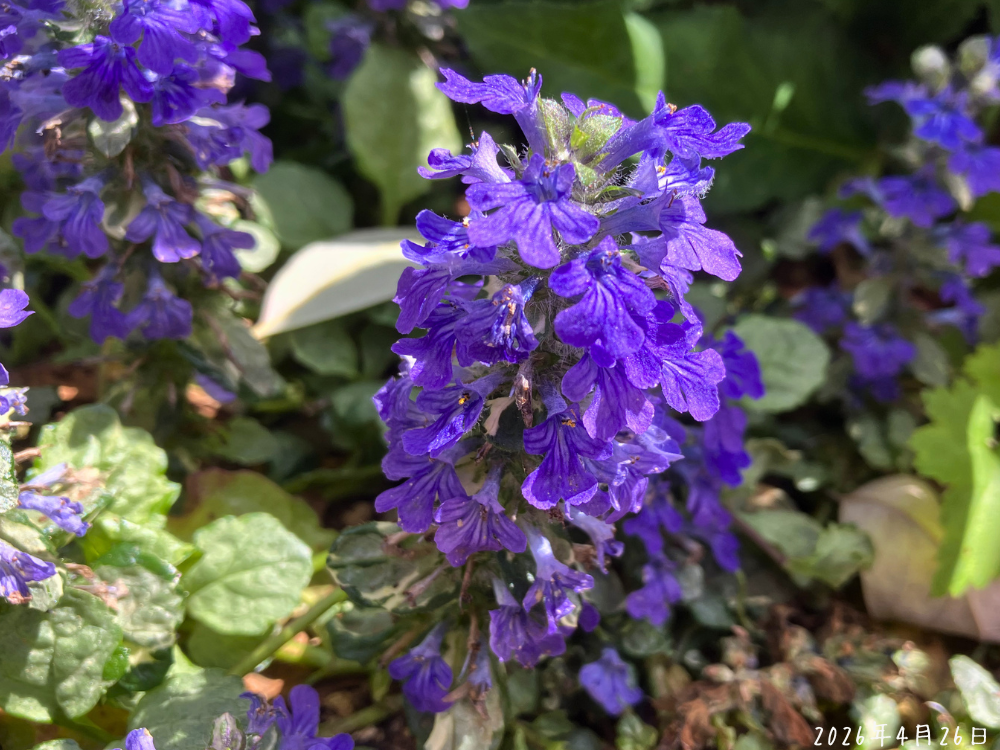 アジュガの花アップ。濃い青紫の花が花穂にまとまって咲いている様子。