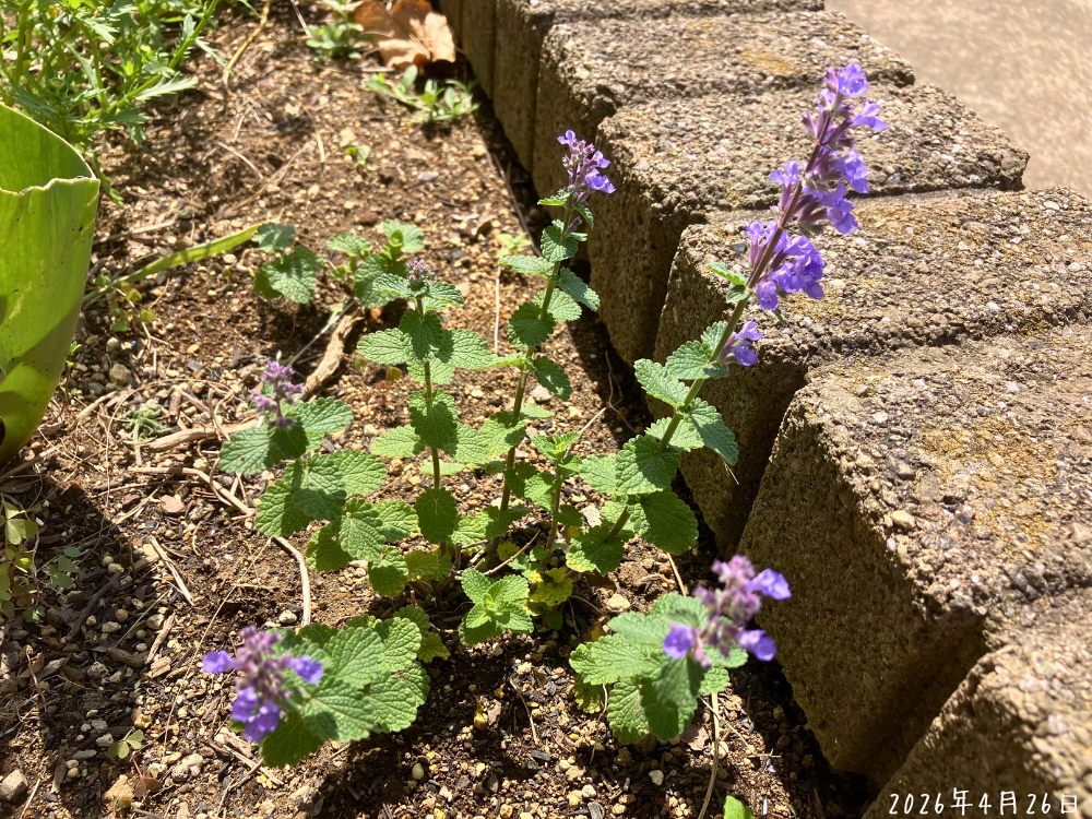 ネペタ キャッツパジャマの全体。花穂が上がり、紫の花が咲き始めている様子。