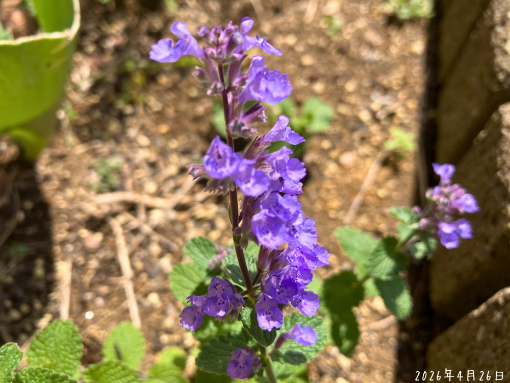 ネペタ キャッツパジャマの花アップ。小さな紫の花が花穂に沿って開き始めている様子。