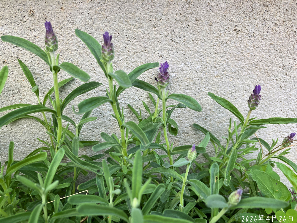 家の裏側のラベンダー。複数の花穂が伸び、先端に紫色が出始めている様子。